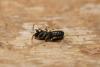 Hylaeus dilatatus